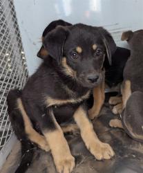 Shelter Stray Female Dog last seen Near BLOCK MORNING DR, BAKERSFIELD CA 93306, Bakersfield, CA 93308