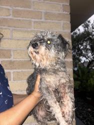 Found/Stray Female Dog last seen The Church of Jesus Christ of Latter-day Saints on Shadowdale Dr, Houston, TX 77041