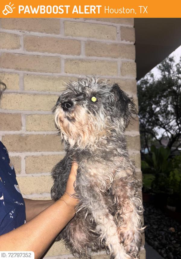 Found/Stray Female Dog last seen The Church of Jesus Christ of Latter-day Saints on Shadowdale Dr, Houston, TX 77041