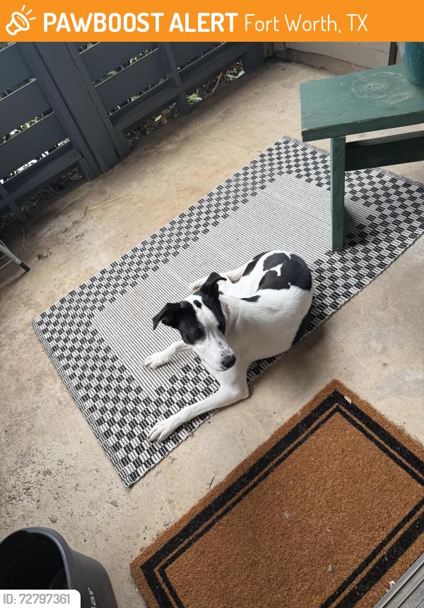 Found/Stray Female Dog last seen Ft woof dog park , Fort Worth, TX 76120