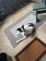 Found/Stray Female Dog last seen Ft woof dog park , Fort Worth, TX 76120