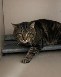 Lost Male Cat last seen Near S Redwood Rd, Taylorsville, UT 84123