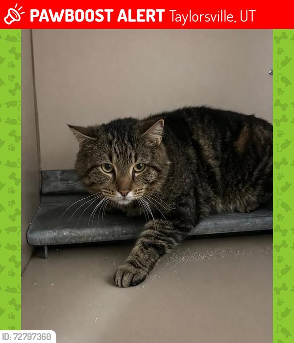 Lost Male Cat last seen Near S Redwood Rd, Taylorsville, UT 84123