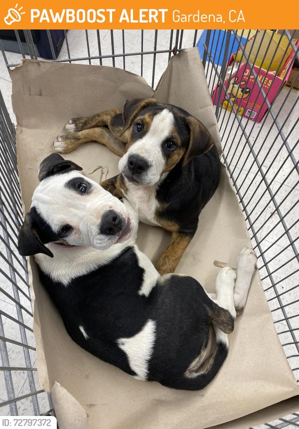 Found/Stray Male Dog last seen Western , Gardena, CA 90249