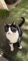 Lost Female Cat last seen west yosemite & south Airport way manteca , Manteca, CA 95336