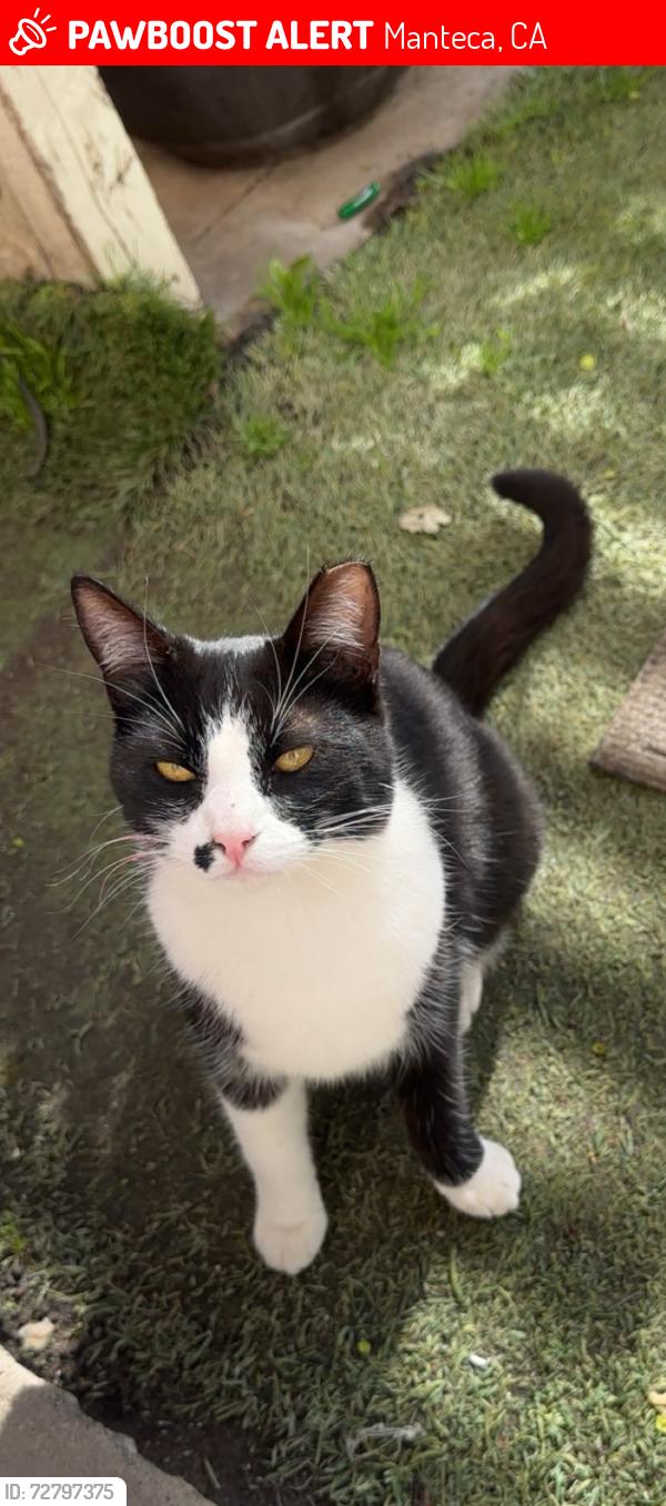 Lost Female Cat last seen west yosemite & south Airport way manteca , Manteca, CA 95336