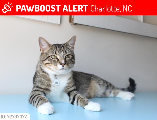 Lost Male Cat last seen Chevron and Pella, Charlotte, NC 28211