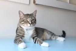 Lost Male Cat last seen Chevron and Pella, Charlotte, NC 28211