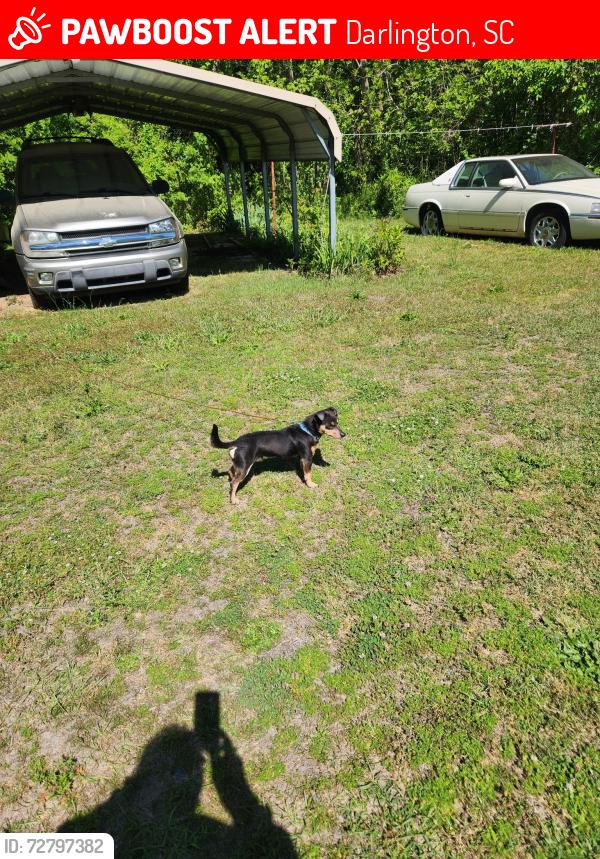 Lost Male Dog last seen High Hill Road, W. Mciver Road, Darlington, SC 29532