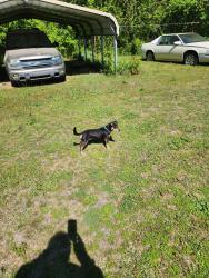 Lost Male Dog last seen High Hill Road, W. Mciver Road, Darlington, SC 29532