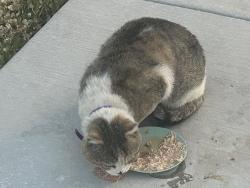 Found/Stray Male Cat last seen Sandia High , Albuquerque, NM 87110