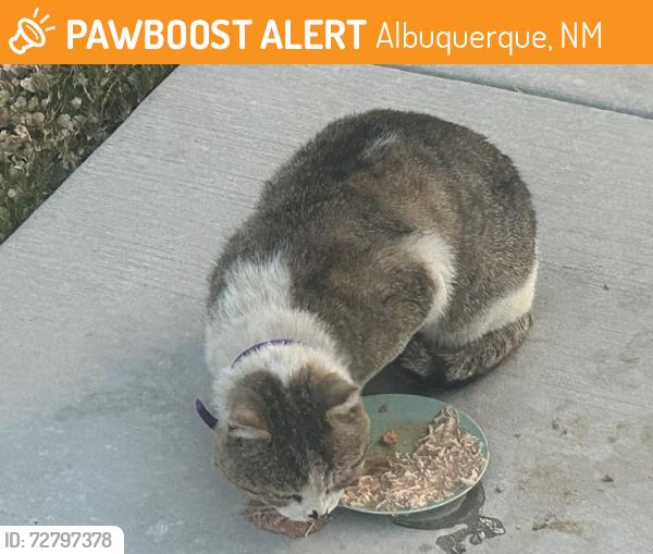 Found/Stray Male Cat last seen Sandia High , Albuquerque, NM 87110
