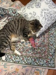 Lost Male Cat last seen Abner street, Holtsville, NY 11742