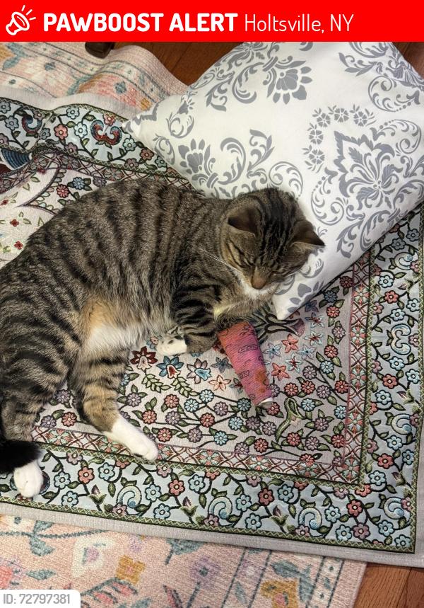 Lost Male Cat last seen Abner street, Holtsville, NY 11742