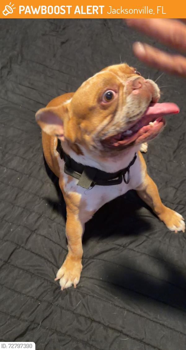 Found/Stray Male Dog last seen Mantes Ave , Jacksonville, FL 32205