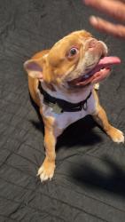 Found/Stray Male Dog last seen Mantes Ave , Jacksonville, FL 32205