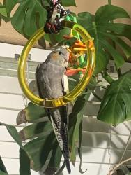 Lost Female Bird last seen Gilespie/Richmar, Las Vegas, NV 89123