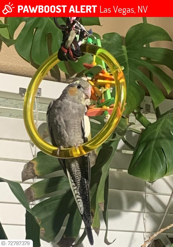 Lost Female Bird last seen Gilespie/Richmar, Las Vegas, NV 89123