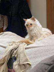 Lost Male Cat last seen Near 35th St, Kiwanis Ravine, Seattle, WA 98199