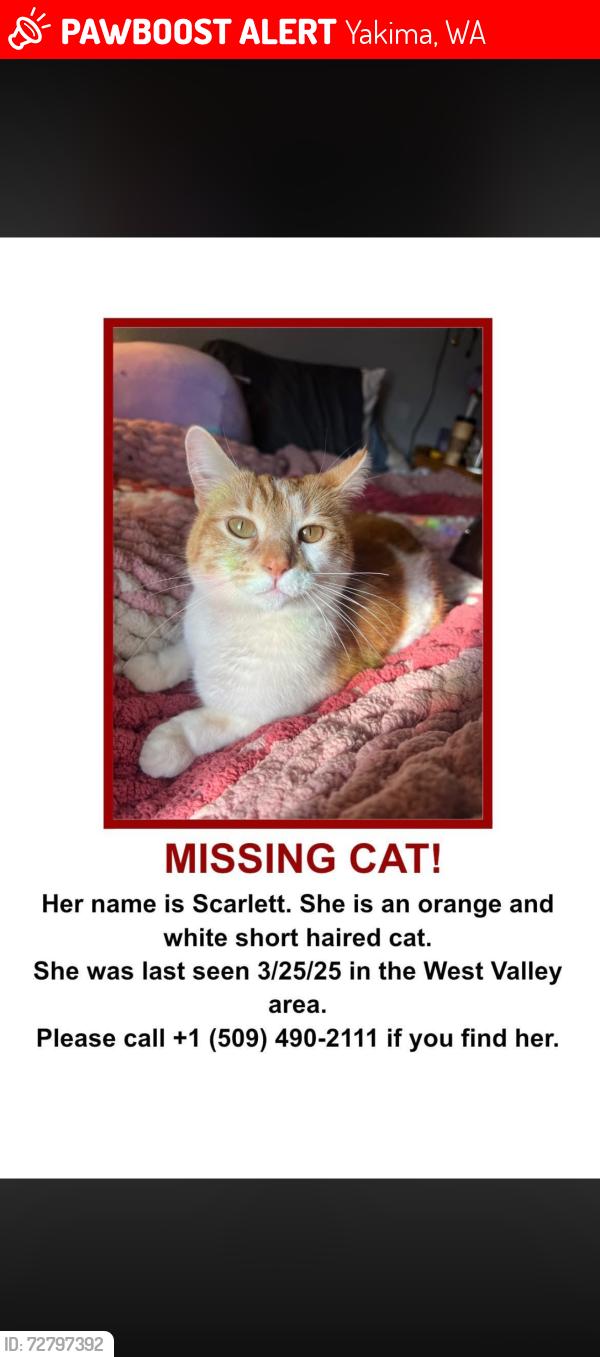 Lost Female Cat last seen Walmart , Yakima, WA 98908