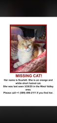 Lost Female Cat last seen Walmart , Yakima, WA 98908