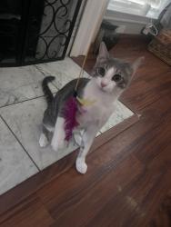 Lost Male Cat last seen Near lake bluff dr flower mound tx , Flower Mound, TX 75028