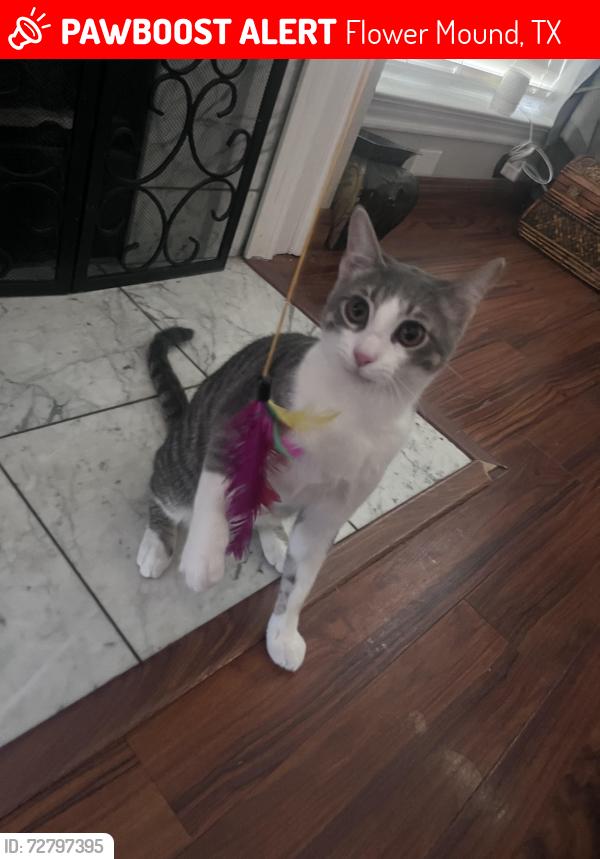 Lost Male Cat last seen Near lake bluff dr flower mound tx , Flower Mound, TX 75028