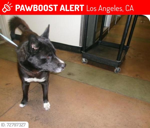 Lost Male Dog last seen Herrick st and vaughn st in pacoima, Los Angeles, CA 91331