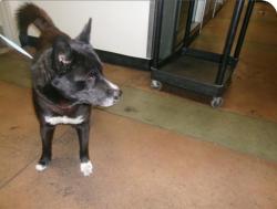 Lost Male Dog last seen Herrick st and vaughn st in pacoima, Los Angeles, CA 91331