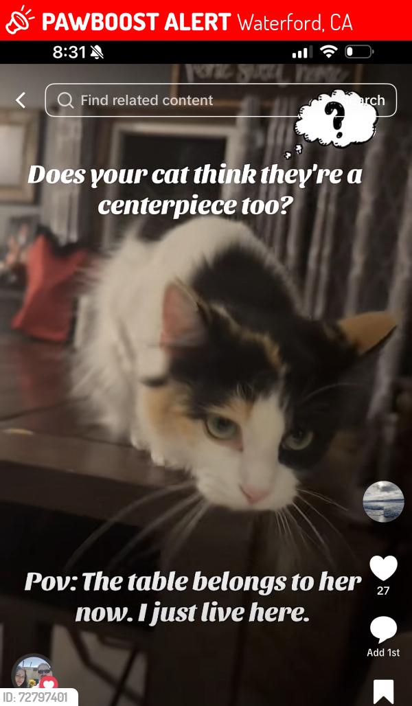 Lost Female Cat last seen Pecan Ave, Waterford, CA 95386