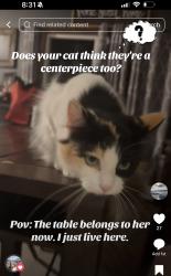 Lost Female Cat last seen Pecan Ave, Waterford, CA 95386