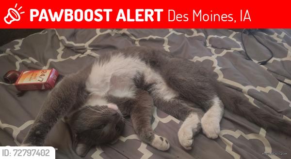 Lost Male Cat last seen 2nd ave , Des Moines, IA 50313