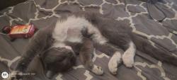 Lost Male Cat last seen 2nd ave , Des Moines, IA 50313