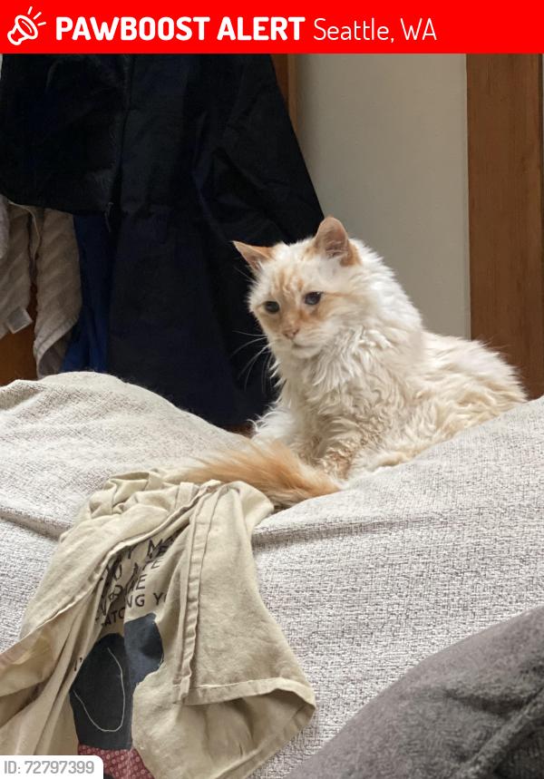 Lost Male Cat last seen Kiwanis Ravine, Seattle, WA 98199