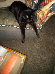 Lost Female Cat last seen 32nd and Pines, Spokane Valley, WA 99206