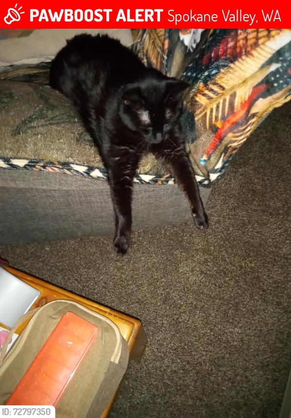 Lost Female Cat last seen 32nd and Pines, Spokane Valley, WA 99206