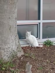 Found/Stray Unknown Cat last seen Near Thomas St, Seattle, WA 98109, and Sue Bird Ct. , Seattle, WA 98109