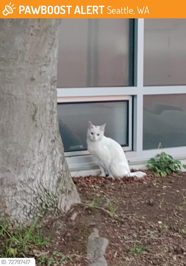 Found/Stray Unknown Cat last seen Near Thomas St, Seattle, WA 98109, and Sue Bird Ct. , Seattle, WA 98109