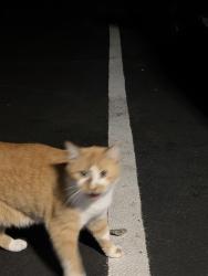 Found/Stray Female Cat last seen Trihealth/Galbraith Rd, Cincinnati, OH 45231