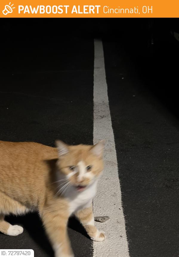 Found/Stray Female Cat last seen Trihealth/Galbraith Rd, Cincinnati, OH 45231