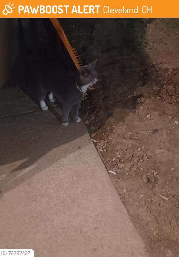Found/Stray Unknown Cat last seen By mill creek park, Cleveland, OH 44105