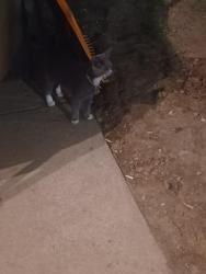 Found/Stray Unknown Cat last seen By mill creek park, Cleveland, OH 44105