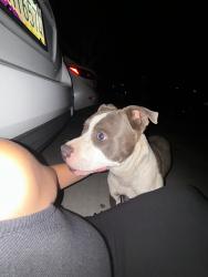 Found/Stray Male Dog last seen 71st Ave and Glendale Ave , Glendale, AZ 85303