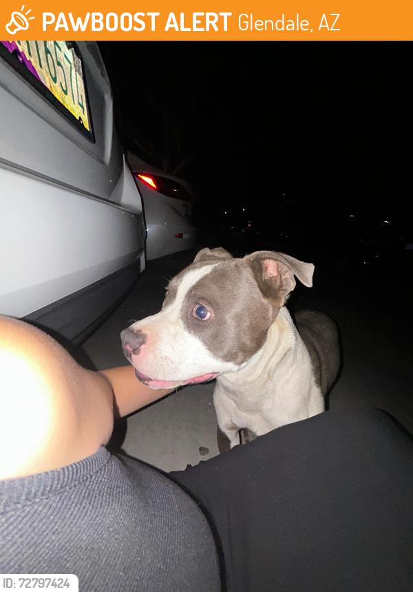 Found/Stray Male Dog last seen 71st Ave and Glendale Ave , Glendale, AZ 85303