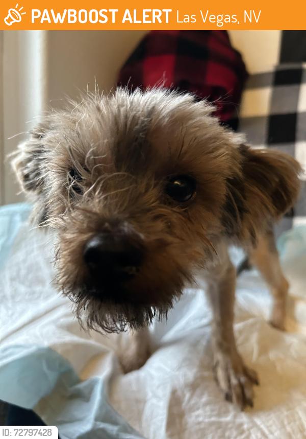 Found/Stray Male Dog last seen Hollywood and Hathaway , Las Vegas, NV 89156