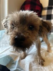 Found/Stray Male Dog last seen Hollywood and Hathaway , Las Vegas, NV 89156