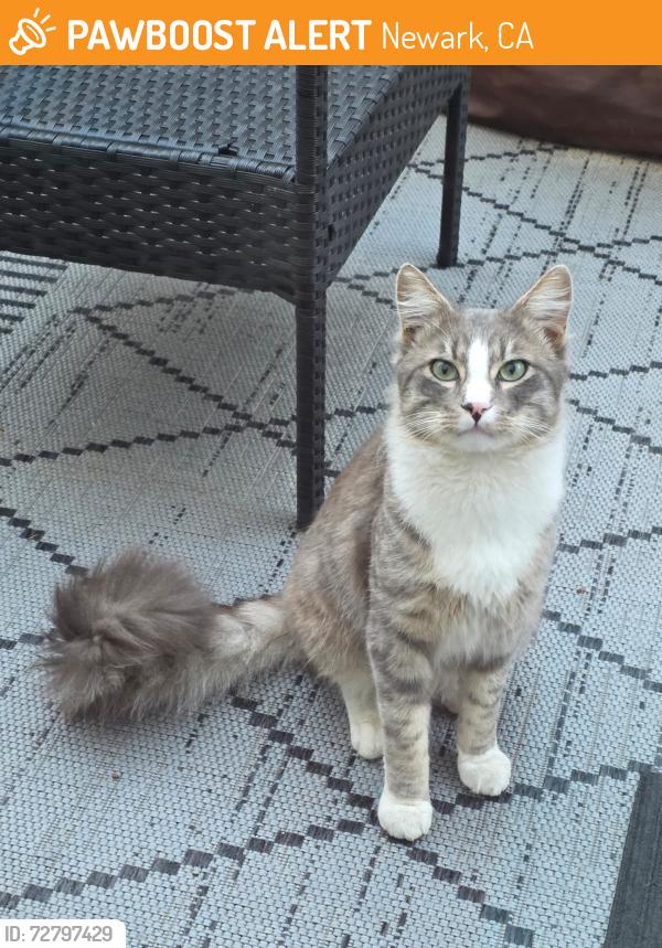 Found/Stray Male Cat last seen Potrero Dr with Parada St. Newark. CA, Newark, CA 94560