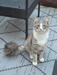 Found/Stray Male Cat last seen Potrero Dr with Parada St. Newark. CA, Newark, CA 94560