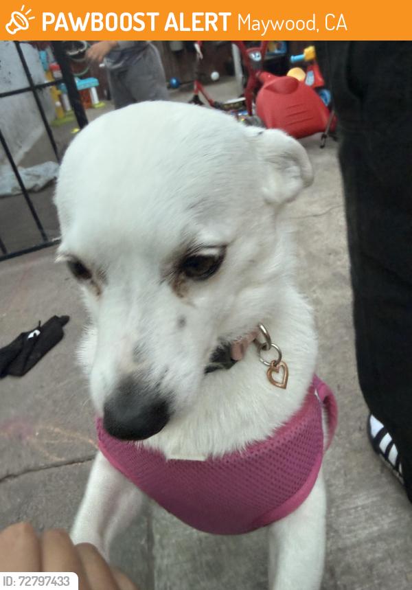 Found/Stray Female Dog last seen Riverfront park , Maywood, CA 90201