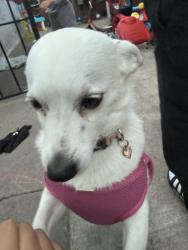 Found/Stray Female Dog last seen Riverfront park , Maywood, CA 90201